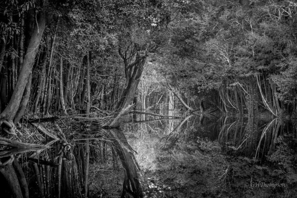 Black Water Reflections