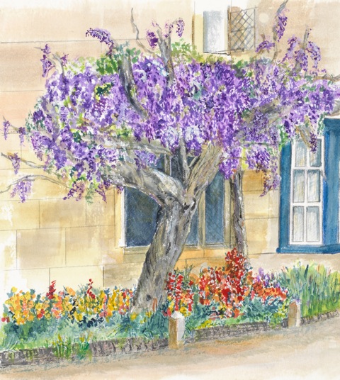 Wisteria Tree