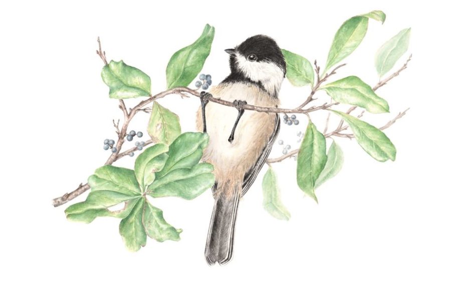 Edmonds - Black capped chickadee